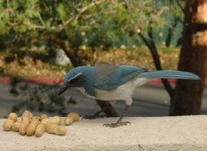 scrubjaypeanuts