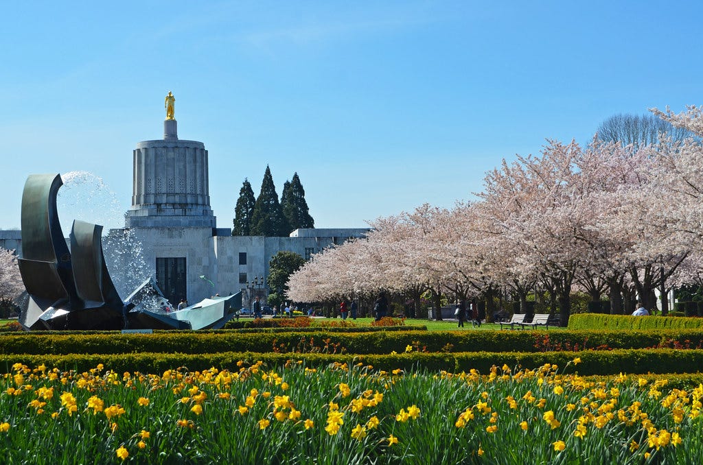 Cherry Blossoms Salem Oregon 2