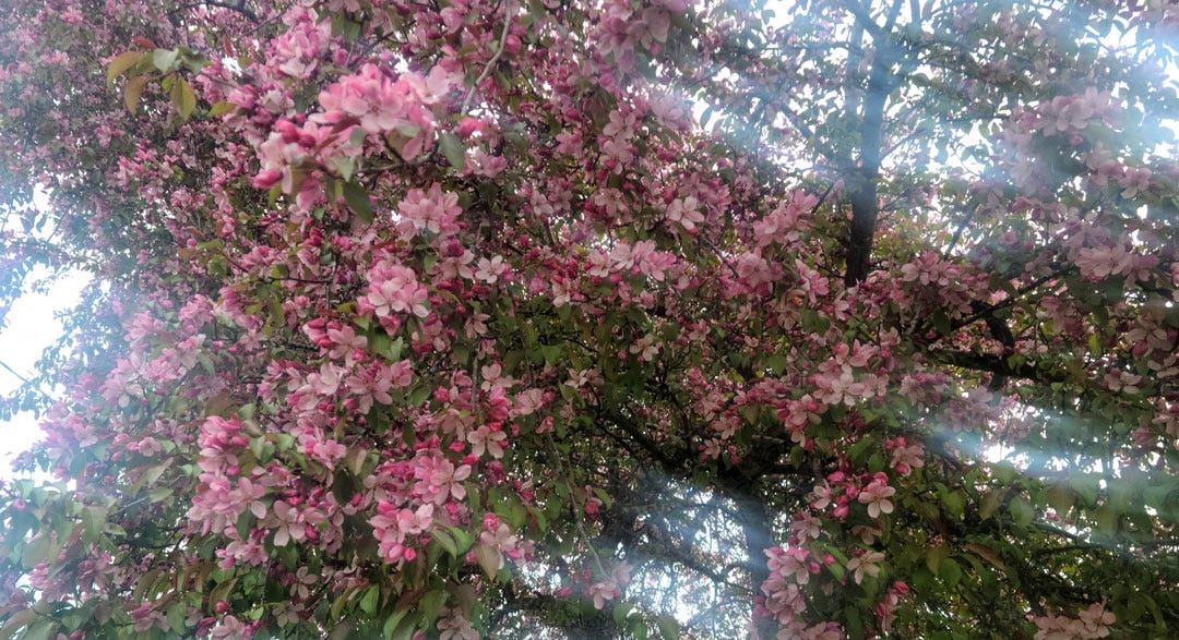 light shining through a blooming apple tree