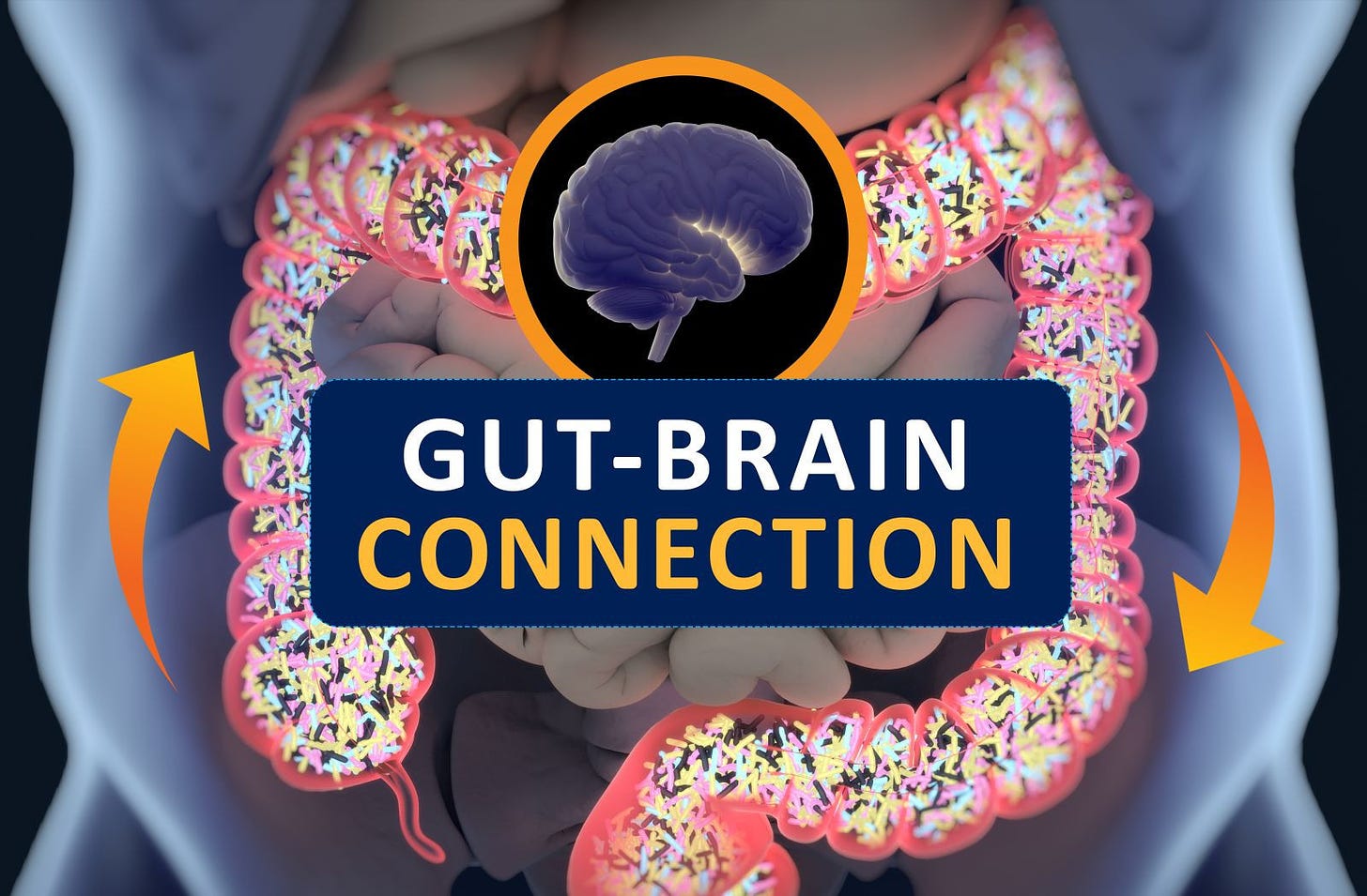 the gut-brain connection