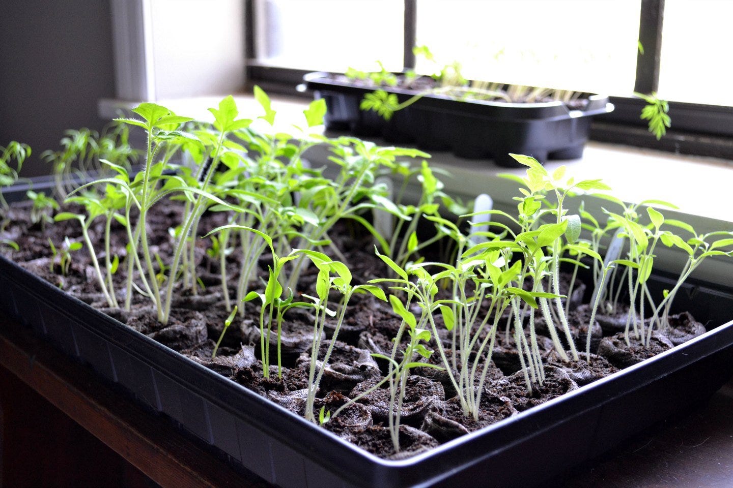 Growing Seedlings for My First Veggie Garden • Ugly Duckling House