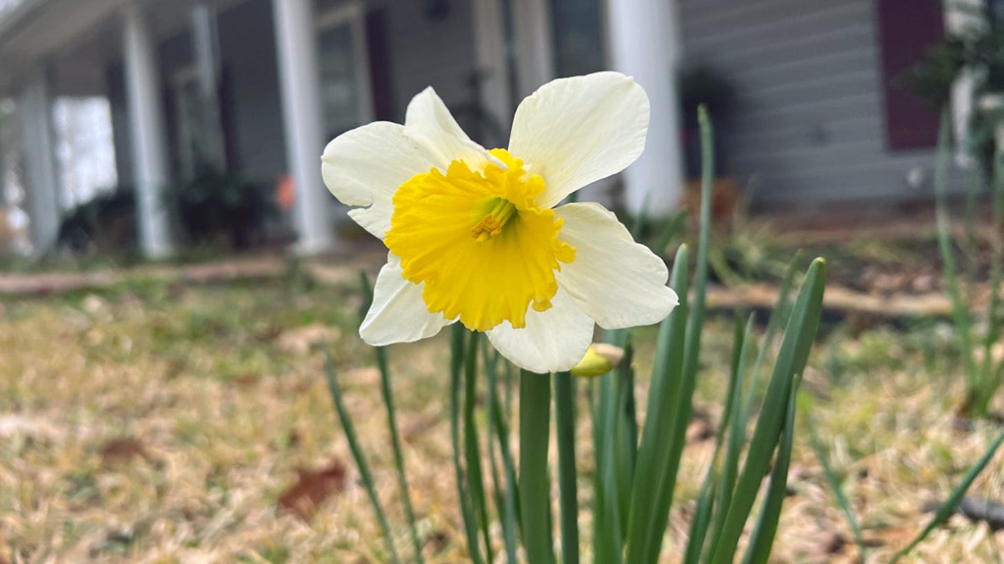 Teddy's First Daffodil