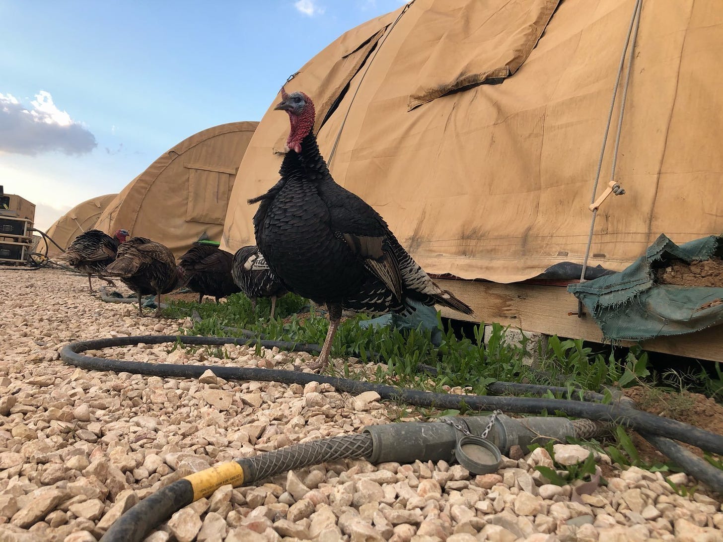 Wild turkeys cohabitate with Soldiers with the 28th Expeditionary Combat Aviation Brigade at a remote outpost in the 28th ECAB's area of operations in the Middle East. (U.S. Army photo by Capt. Jason Nelson) 