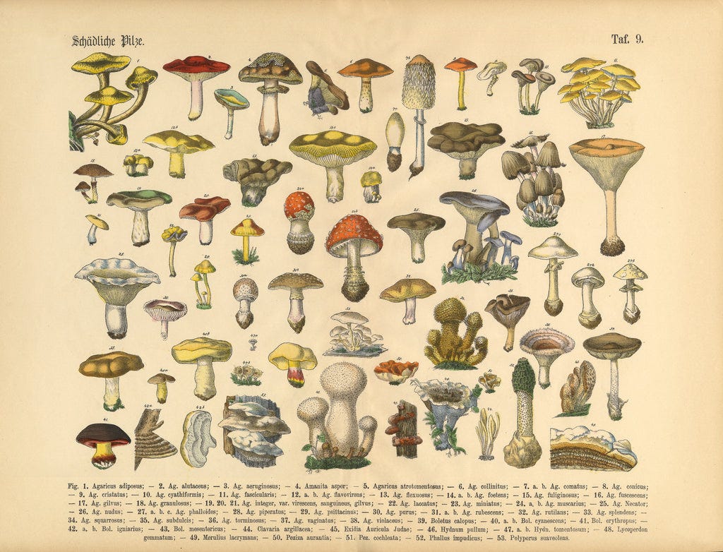 Exploring the Role of Mushrooms Throughout History - Minnesota – R&R  Cultivation