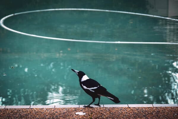 The Australian magpie is a large black-and-white perching songbird that inhabits nearly 90 percent of mainland Australia. It is a common presence in parks and backyards across the country.