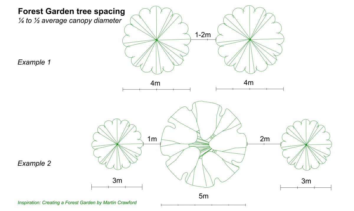 Plan view of CAD trees showing recommended spacing for a forest garden