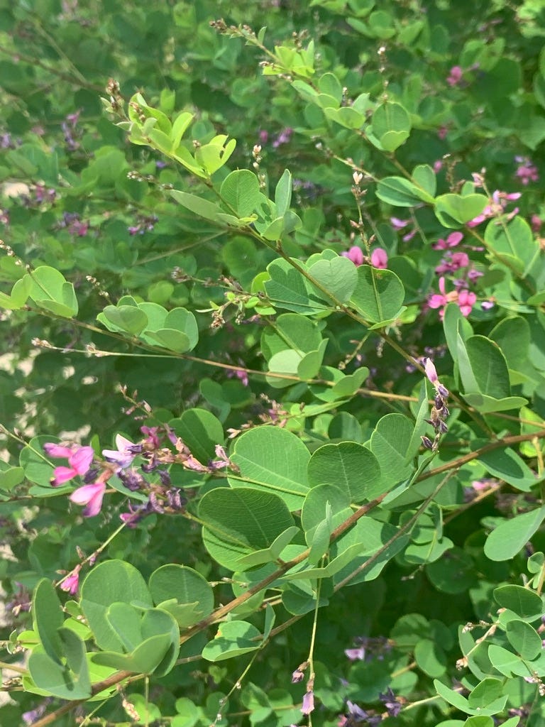 Groups of small pink flowers with round heart shaped leaves