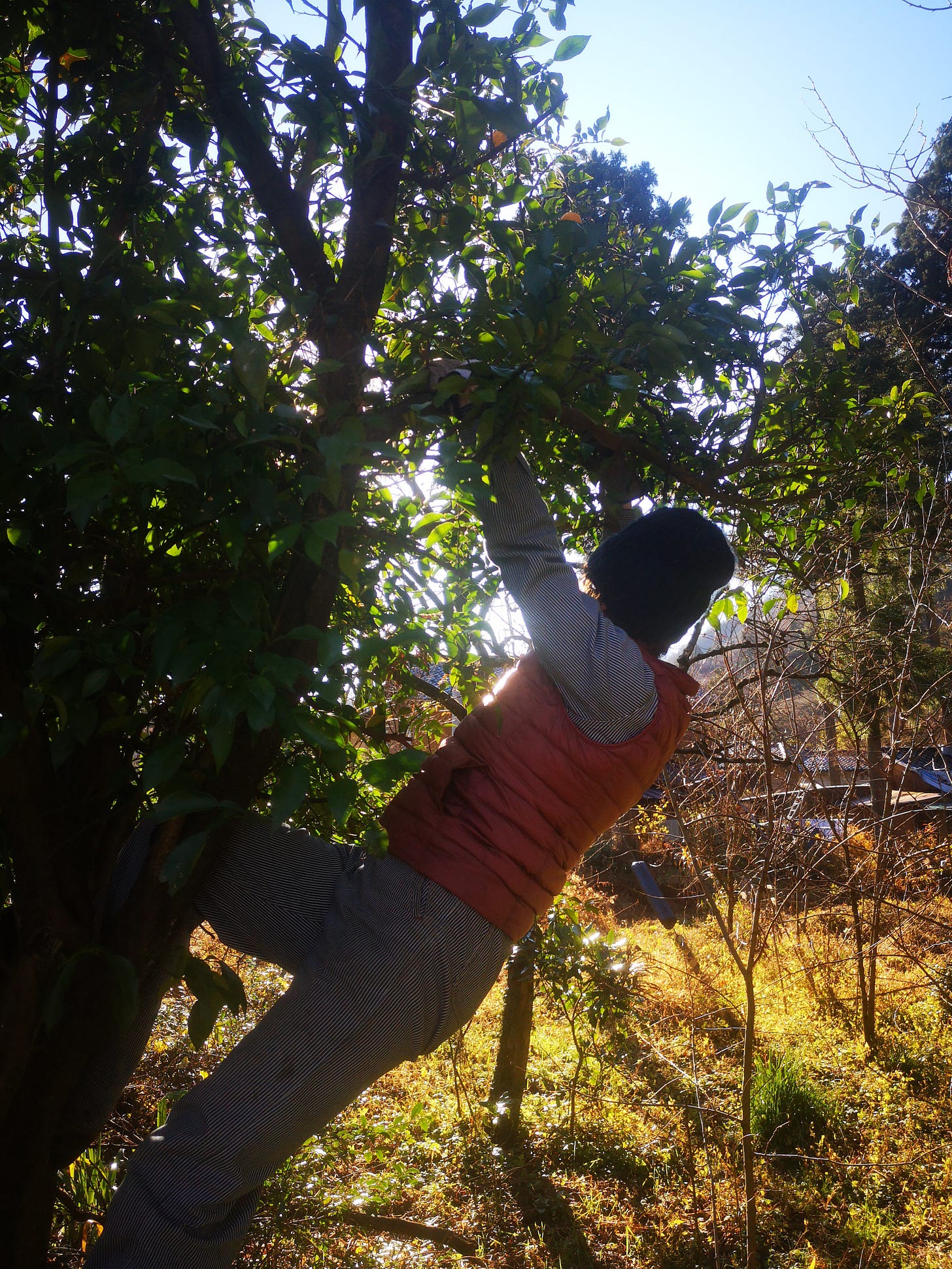photo of a woman climbing a yuzu tree on a sunny winter day