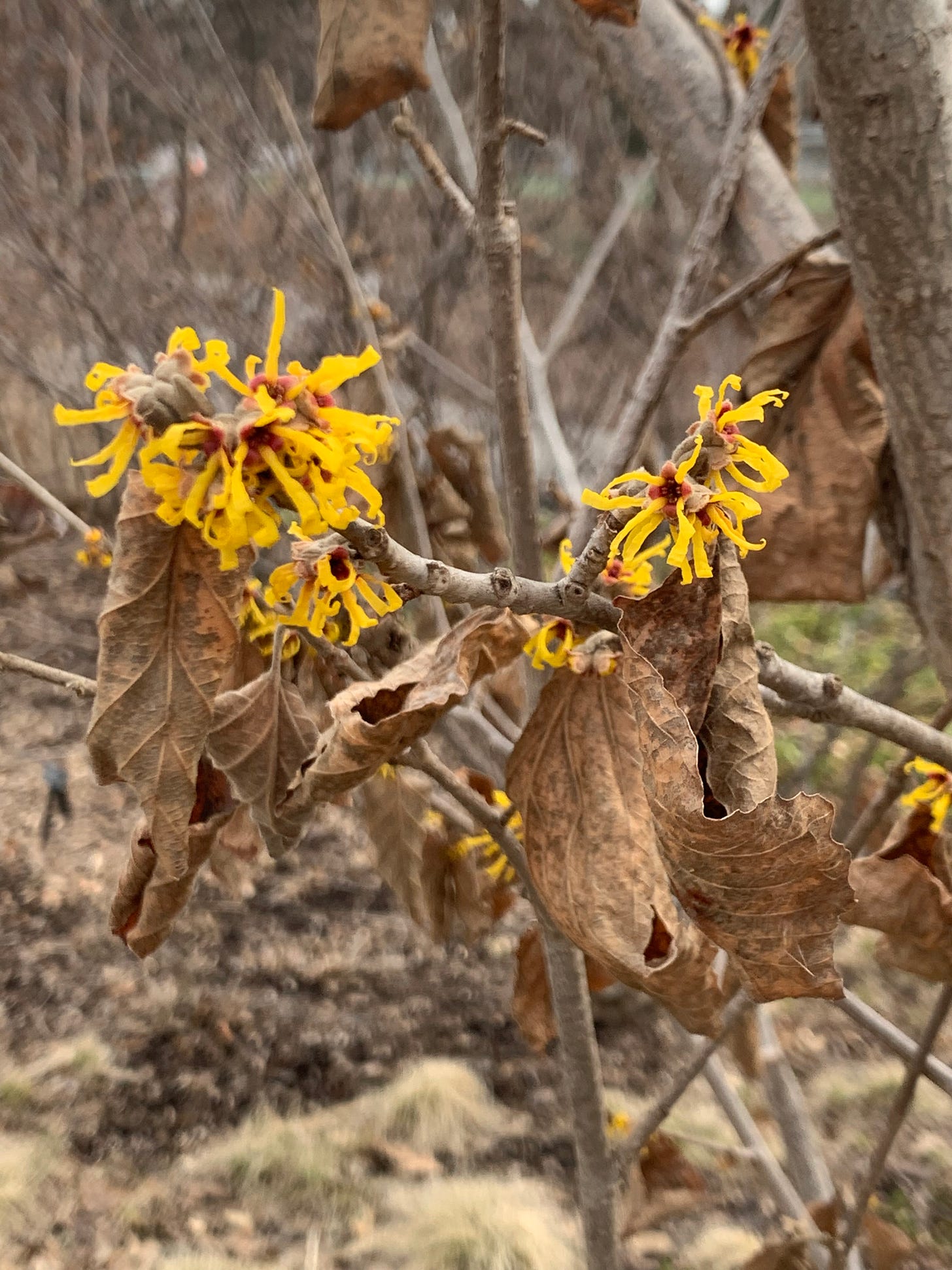 Bright yellow flowers with red centers on a mostly bare branch with a few straggling brown leaves still clinging to it.