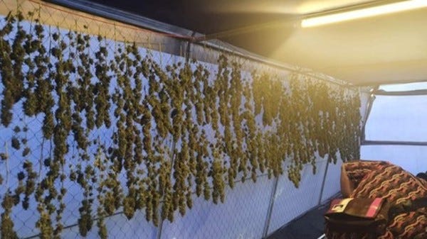  “Marijuana flowers” (buds) hanging to dry at Rak Jang Farm in Korat.