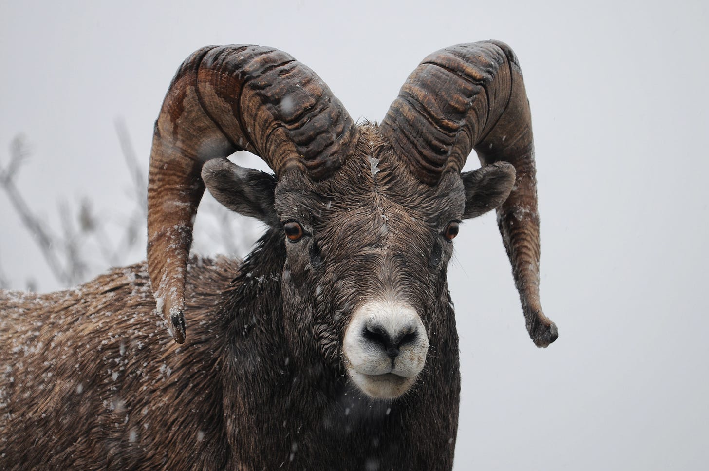 Via the photographer: A stone sheep glares at us in Canada’s Jasper National Park. His herd crossed the road right in front of our car, hopped the guardrail, and disappeared down into the forest through the wet falling snow.