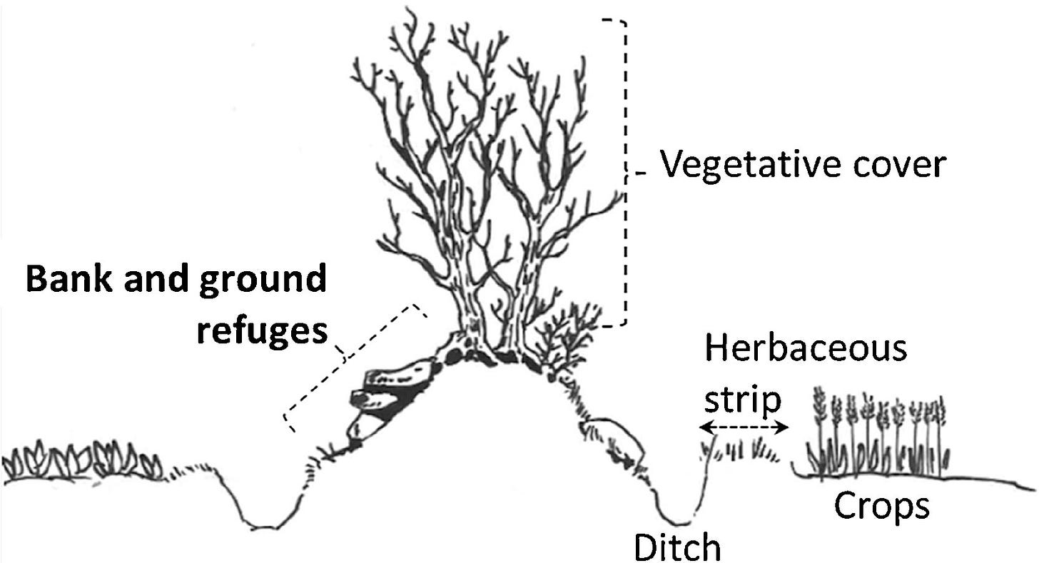 The Edges Matter: Hedgerows Are Bringing Life Back to Farms