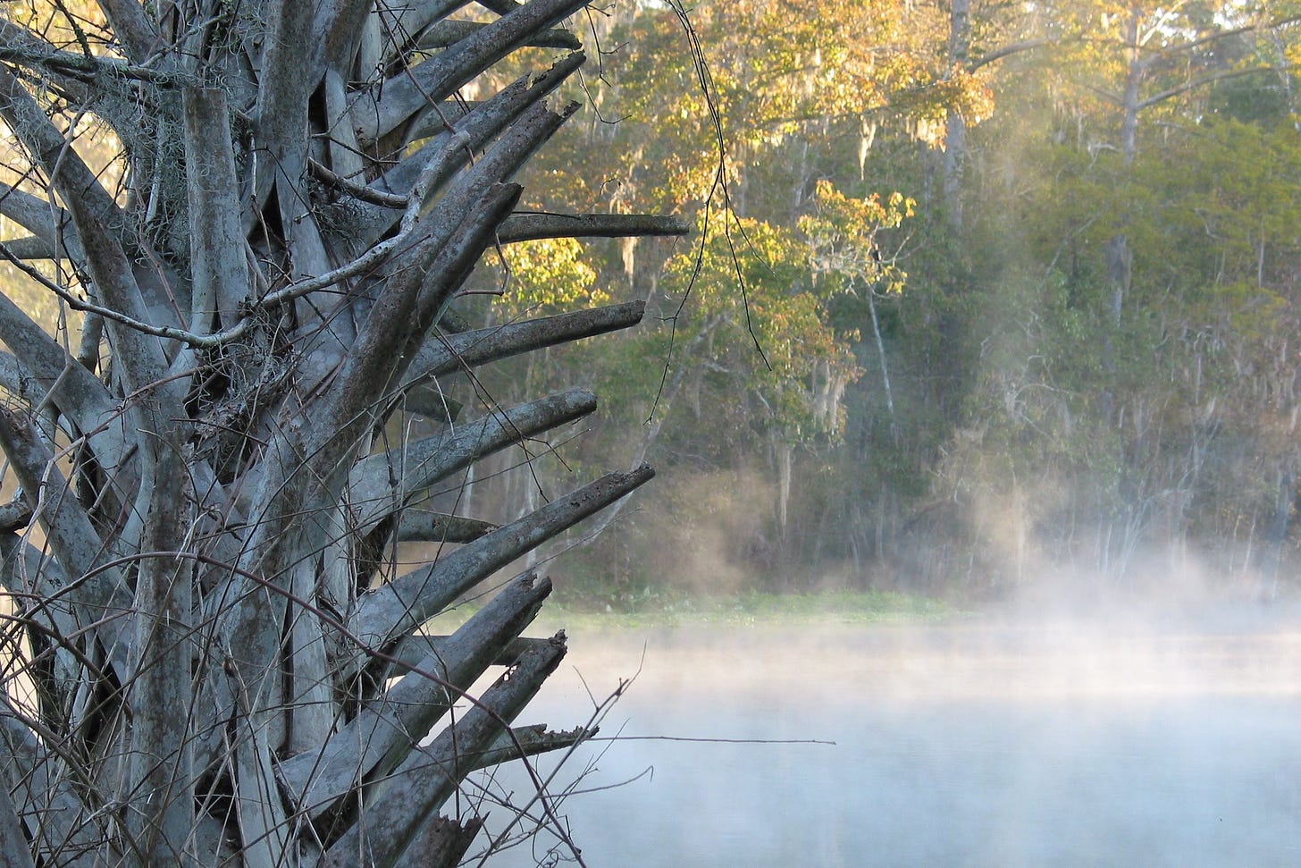 The photo of mist over a river with the trunk of a palm tree in the foreground. 