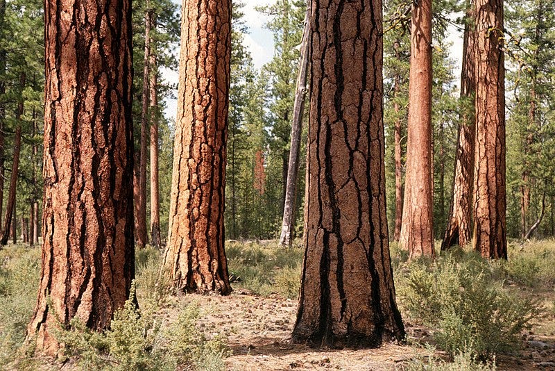 File:Deschutes National Forest, old growth ponderosa pine stand-2 (37092584985).jpg