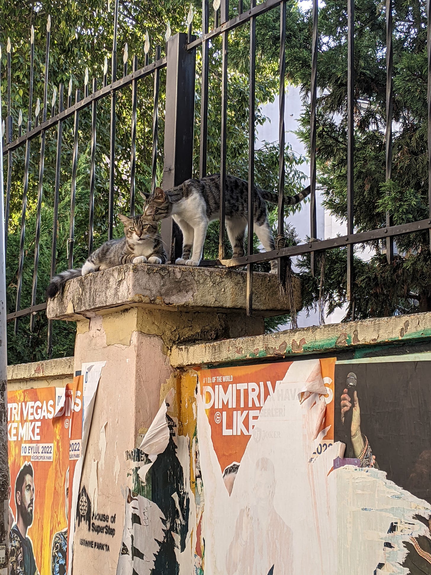 two tabby cats playing around a metal fence in Istanbul, on a pillar. One of them is much less amused by the other's presence.