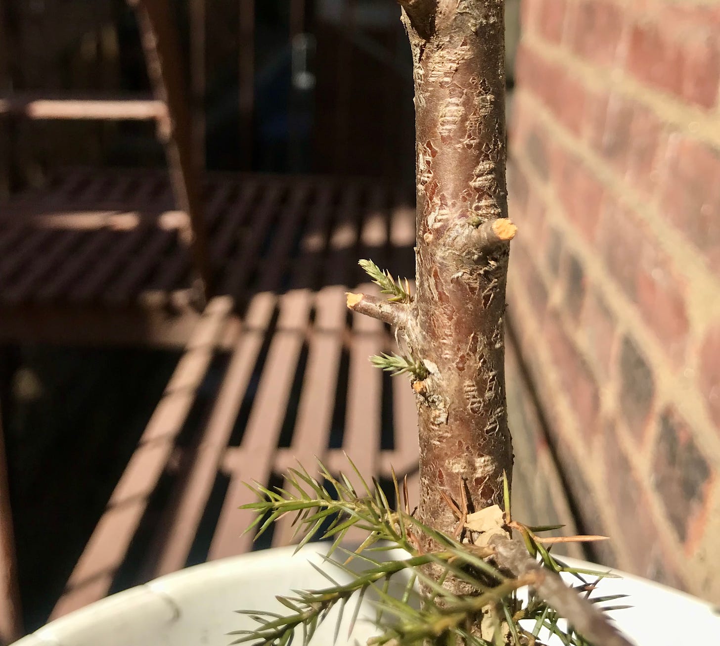 Image description: Eastern red cedar tree on fire escape. The branches are torn off from the squirrel attack, but new buds are shooting out of the trunk. End image description.