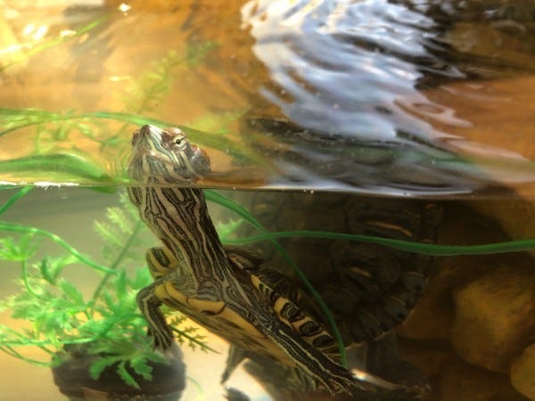 Pip, who belongs to loyal reader Abby, is proud to be the second turtle featured in The Highlighter. He enjoys basking in the sun, standing on his tankmates, and peering at students. Want your pet to gain additional fame? hltr.co/pets