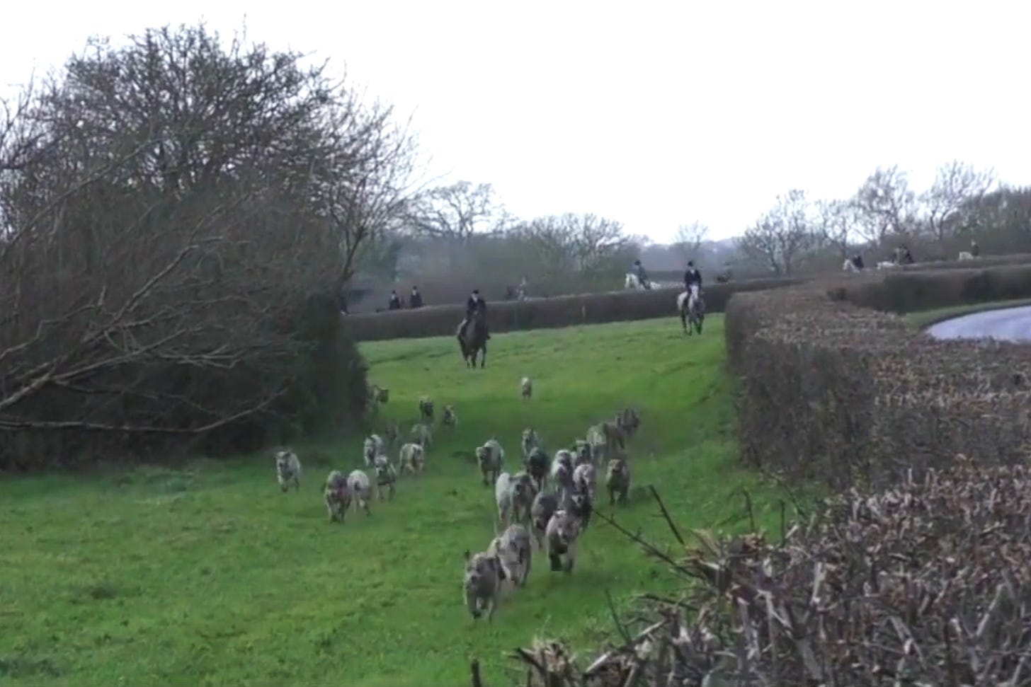 Blackmore and Sparkfrd Vale Hunt's pack of hounds run towards the camera with several riders following behind.