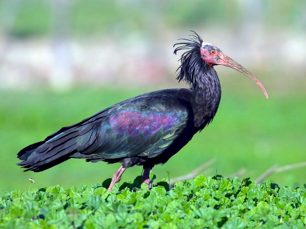 Northern Bald Ibis - eBird