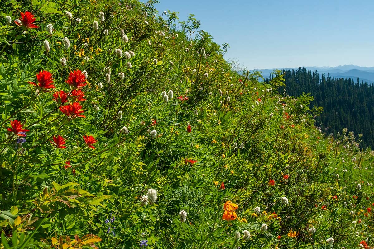 bright red Indian paintbrush, orange tiger lily, purple lupine, and yellow and white flowers spot a vibrant green slope, with a dark hillside of conifers behind, and blue mountains in the far distance beneath a clear sky