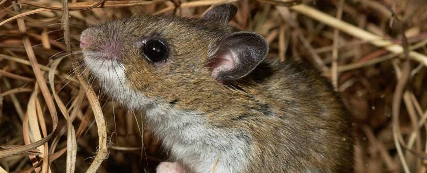 North American Deermouse | Missouri Department of Conservation