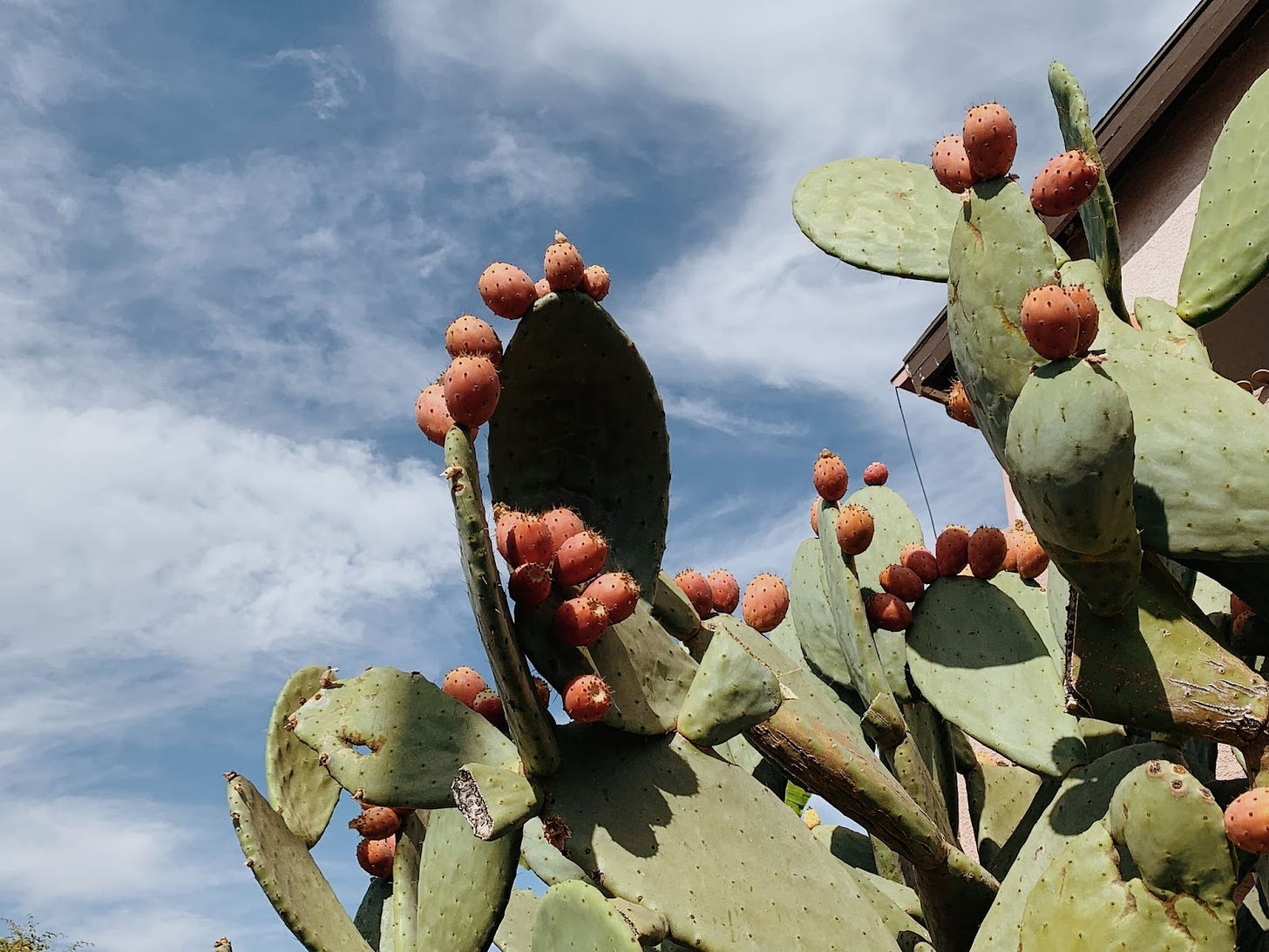 Photo of cactuses reaching up into a cloudy blue sky