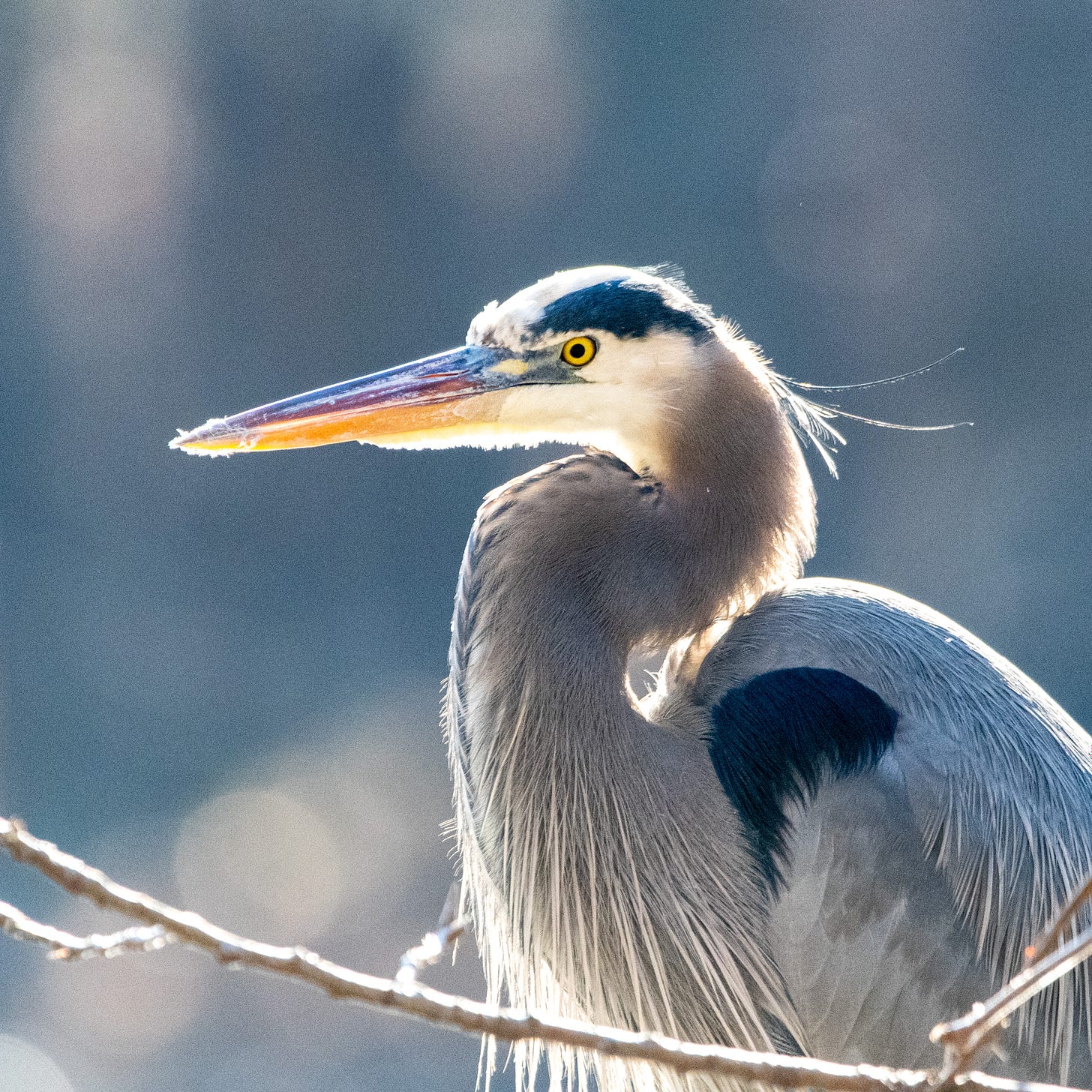 Close-up of a great blue heron in a stern mood but with its feathers somewhat frilly