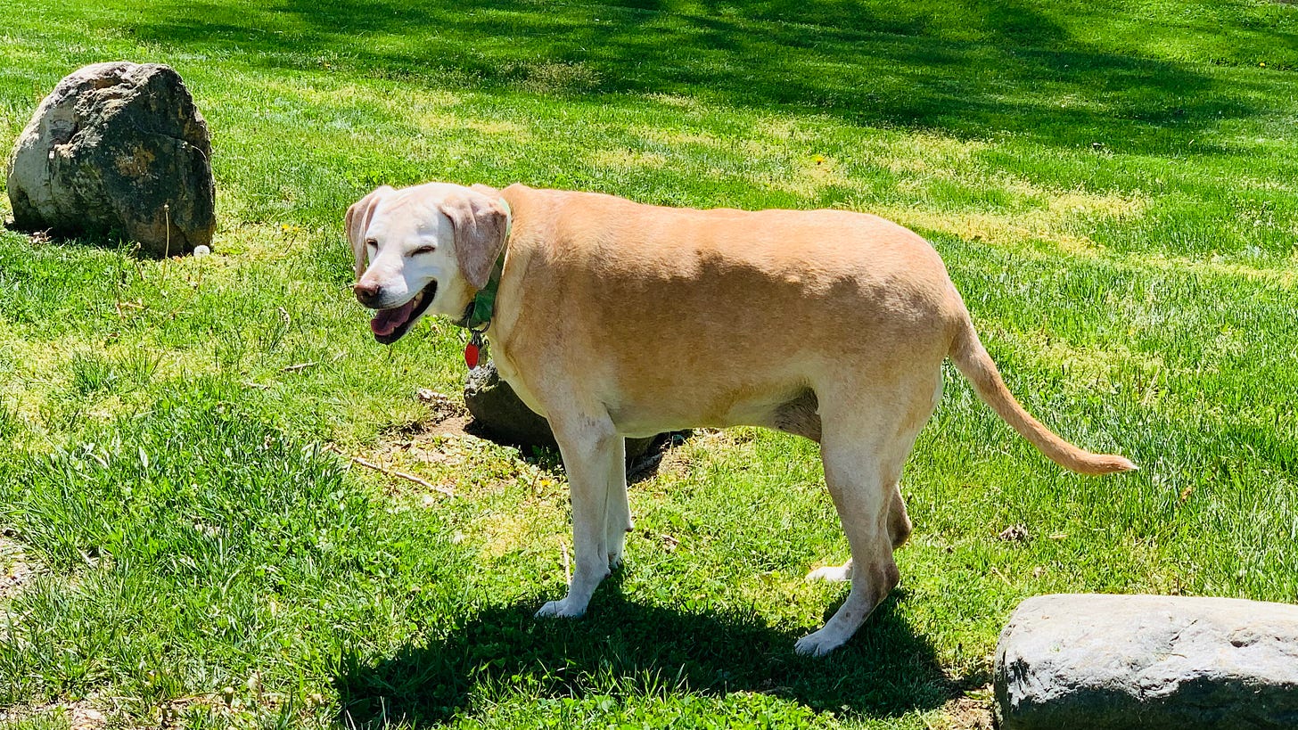 A photo of my dog Zoey at the lake while taking a walk. There are also some big rocks in the photo.