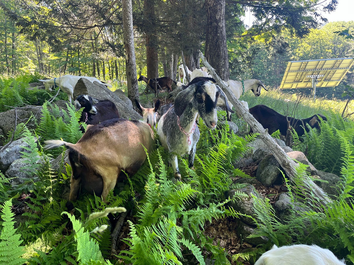 ten or so happy goats in a field