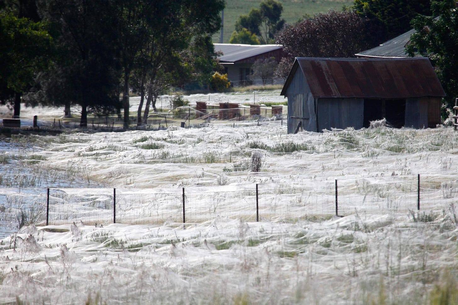 Millions of Spiders Rain Down on Australia—Why?