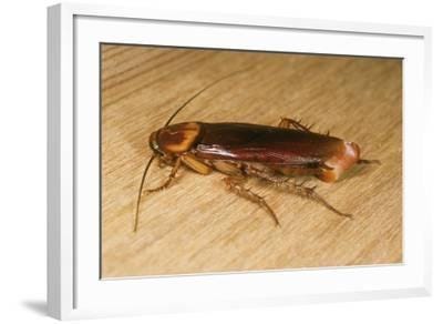 American Cockroach Female with Egg Sac' Photographic Print | AllPosters.com