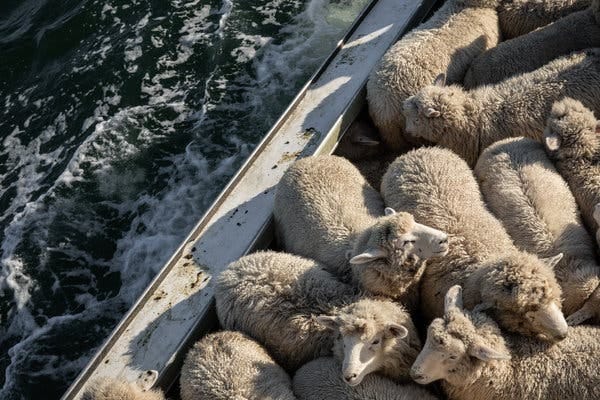 Sheep aboard the Wakemans’ boat.