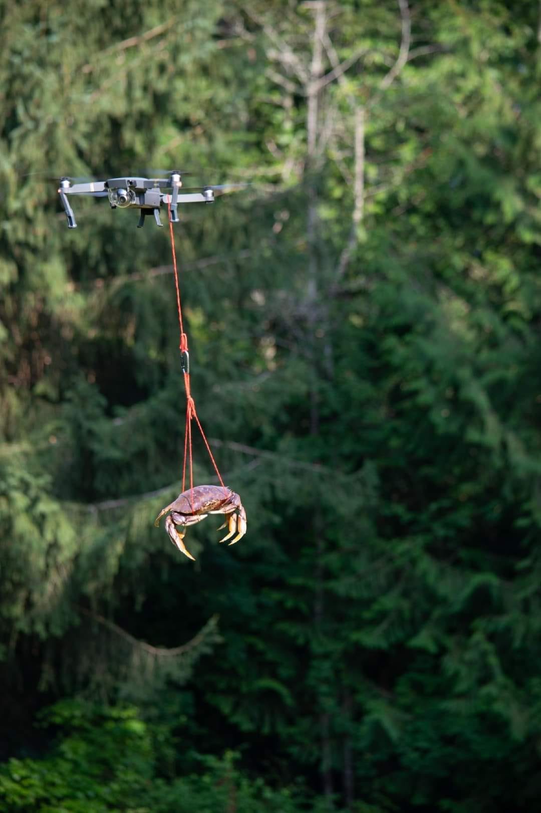 A crab hangs from a drone, just chilling. A crab hangs from a drone, just chilling.