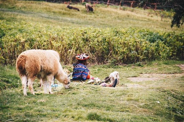 Mulher fia em um campo no Vale Sagrado, Peru