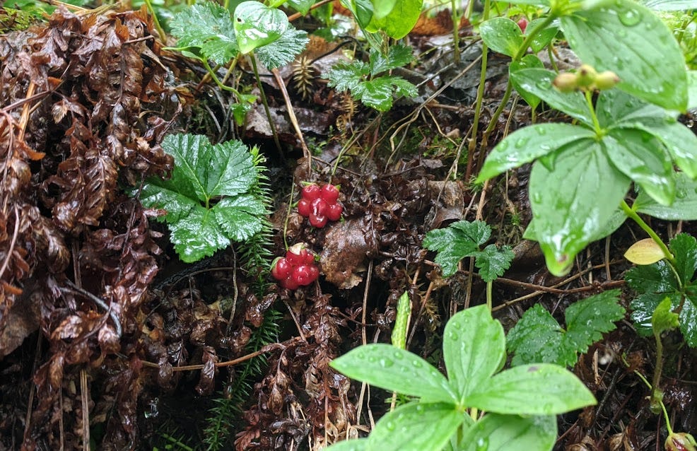 a vine of trailing raspberries