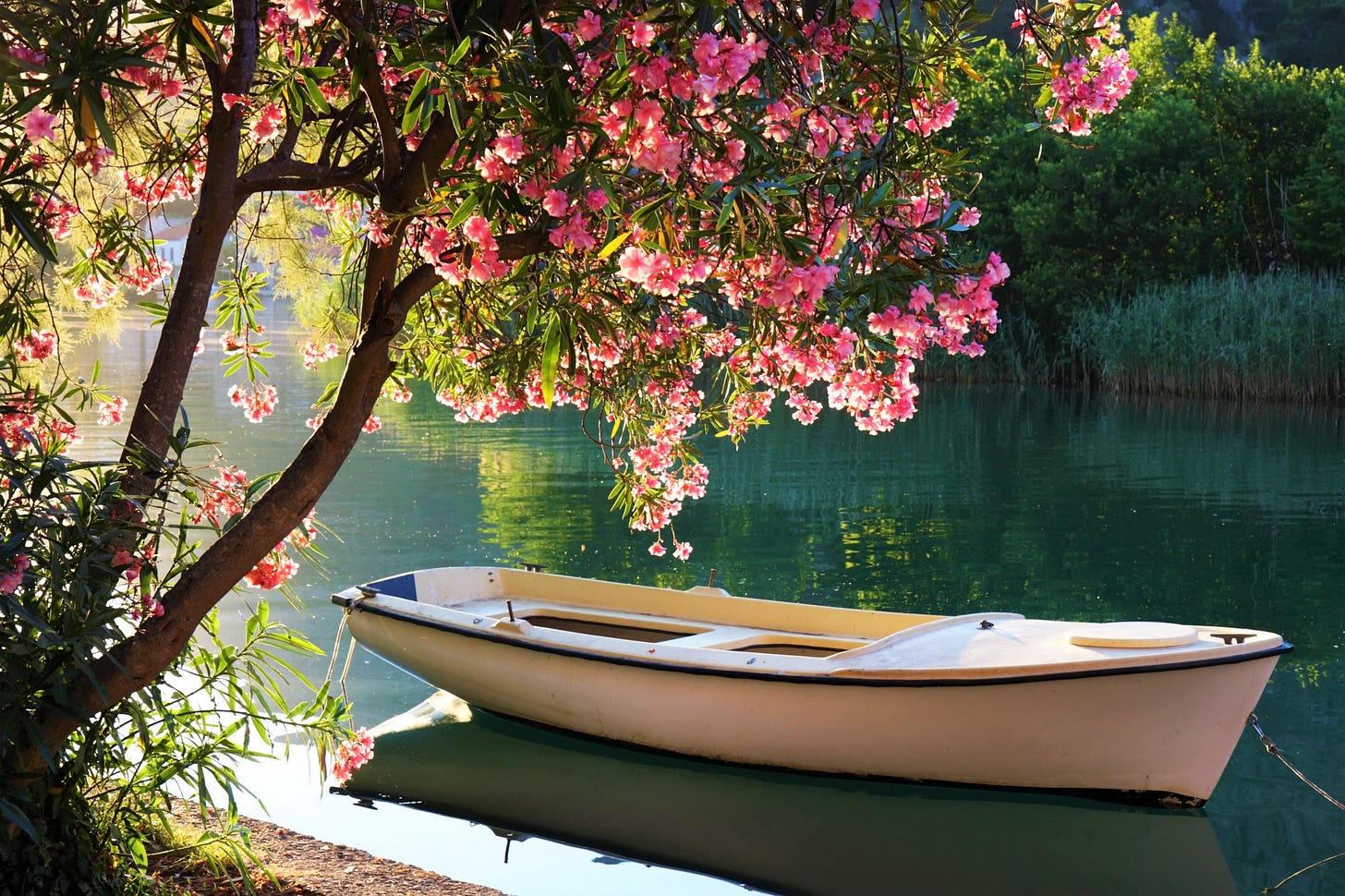Small white boat anchored in calm land with flowering tree