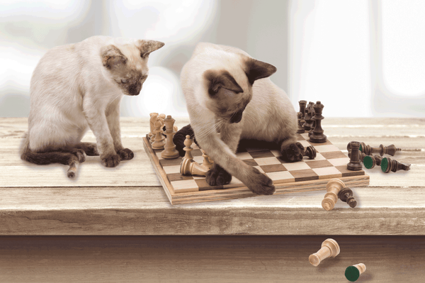 Cats who love to knock things down – Dezi & Roo
