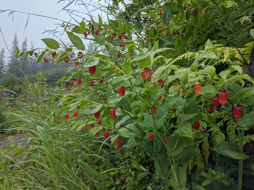 watermleon berries