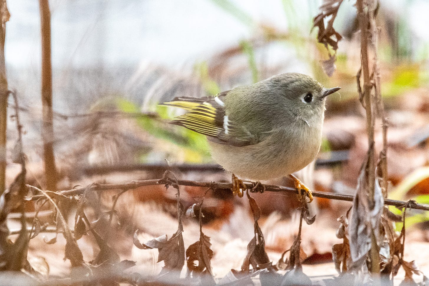 Ruby-crowned kinglet, in close up, perched on a dried plant, looking off to its left