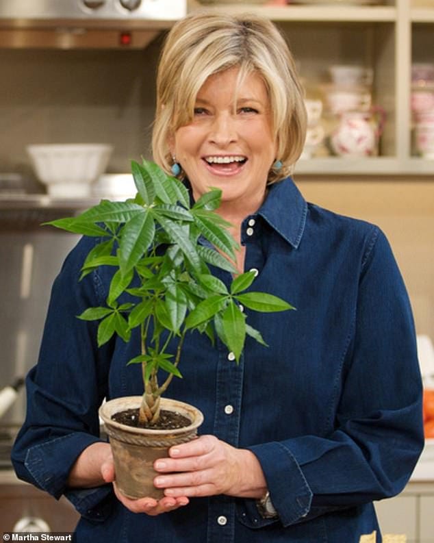 Something new! Martha Stewart, pictured holding a money tree on her show in 2009, has been announced as the newest adviser for a Canadian marijuana company