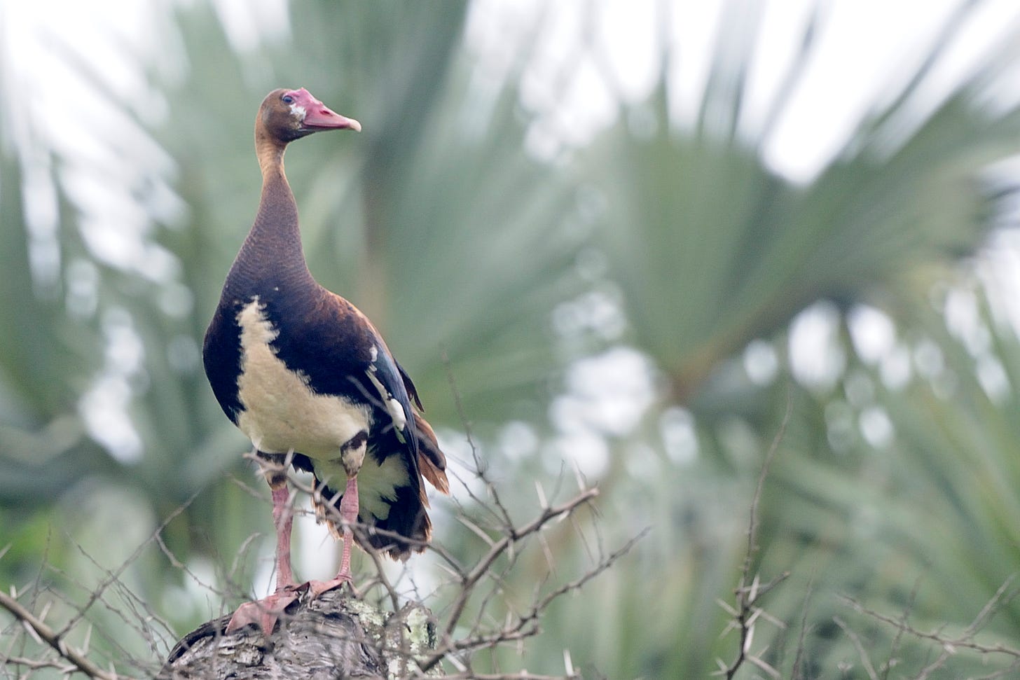 Spur-winged Goose – Holmen Birding Safaris