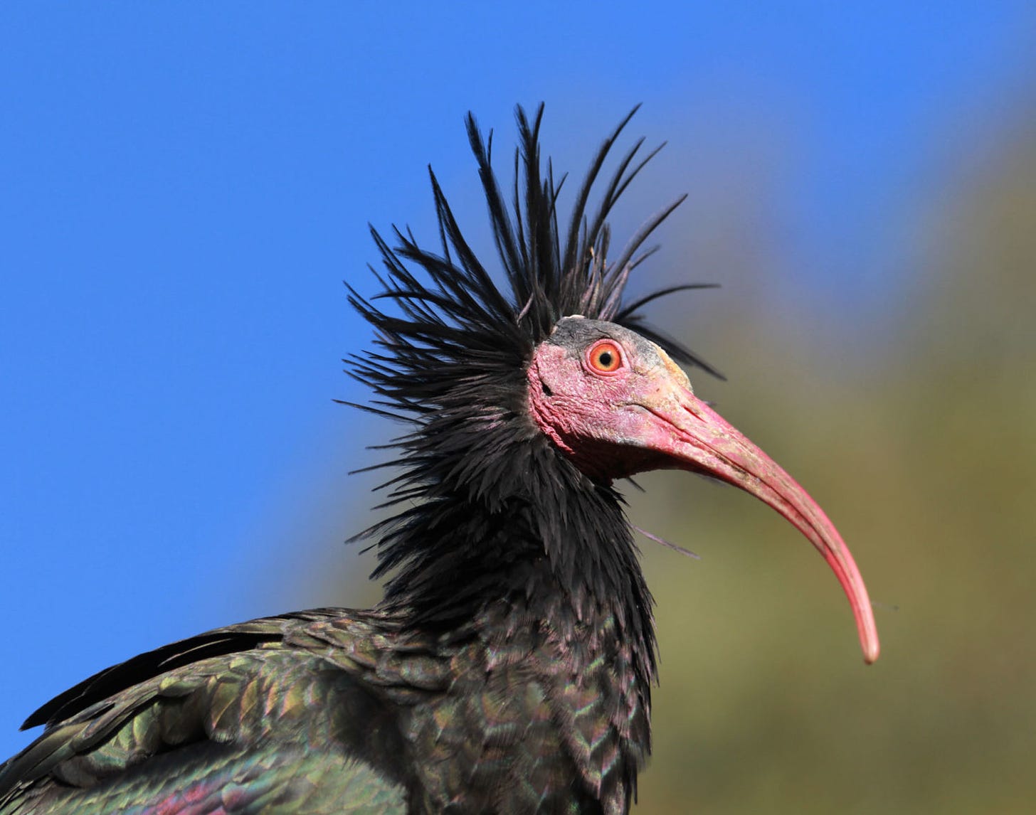 After a 400-Year Absence, A Rare Ibis Returns to European Skies - Yale E360