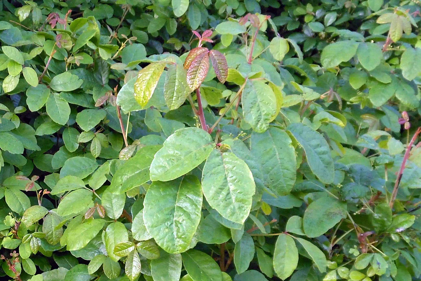 Poison oak growing on street corner in Pacific Grove, California