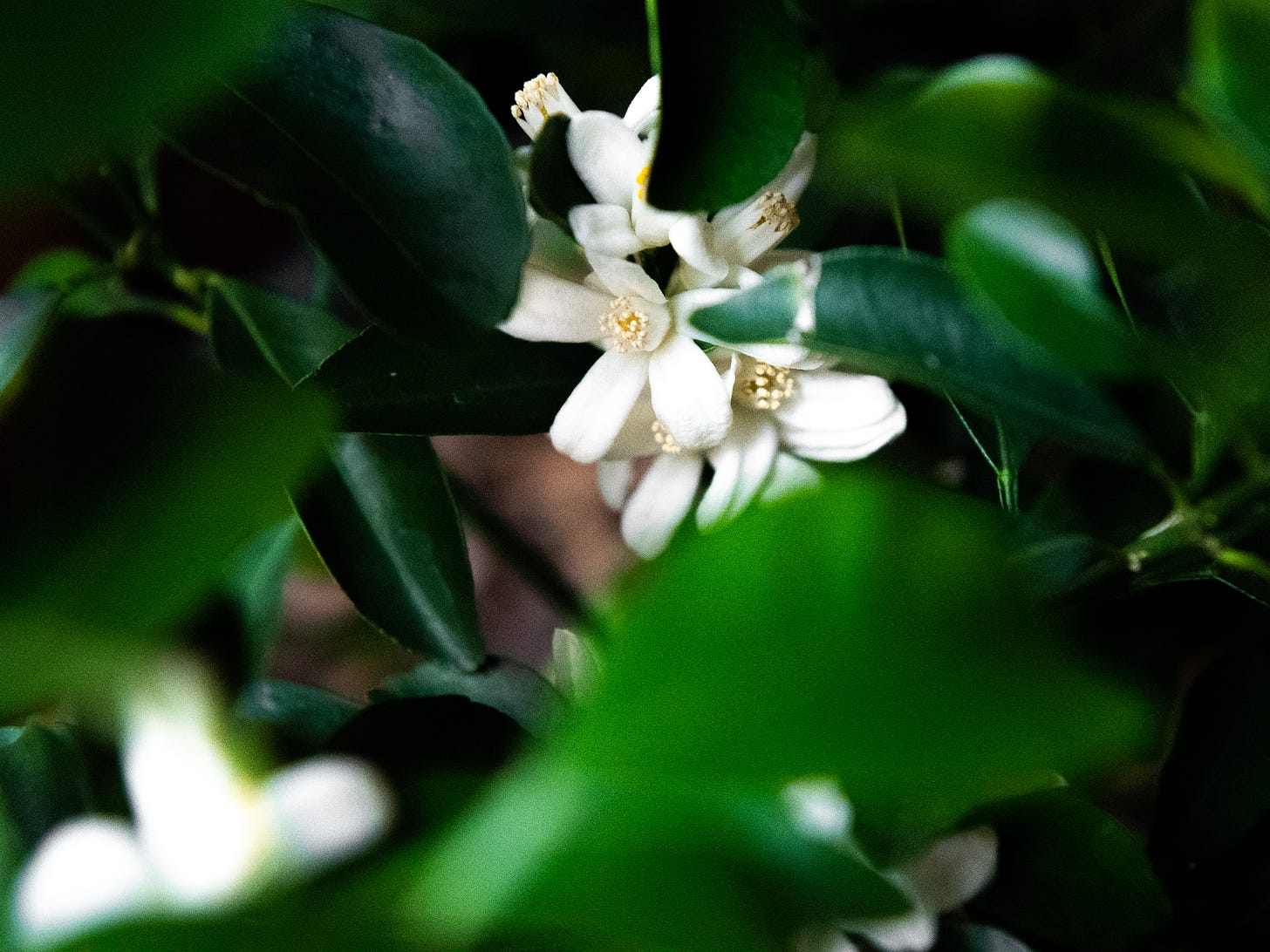 ID: Up close photo of dark green citrus leaves and bright white five petaled blossoms