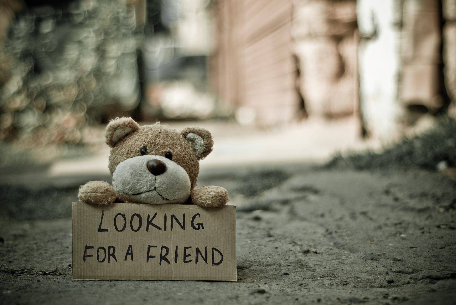 A teddy bear holding a sign that says "Looking for a friend."
