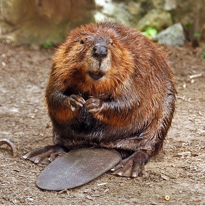 By Steve from washington, dc, usa - American Beaver, CC BY-SA 2.0, https://commons.wikimedia.org/w/index.php?curid=3963858