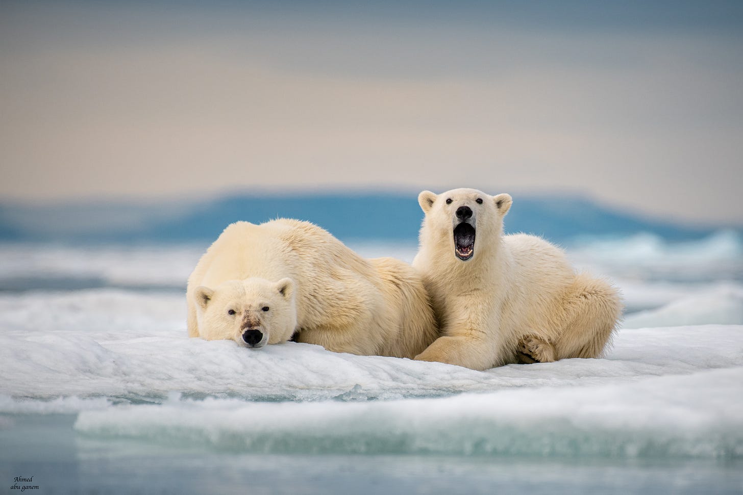 Accurate photograph of Chicago winter.