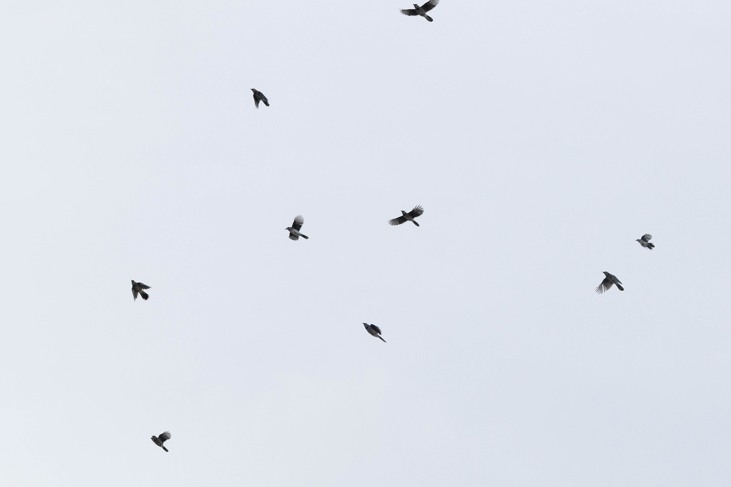 a disorganized flock of nine blue jays flying up and to the right against white sky