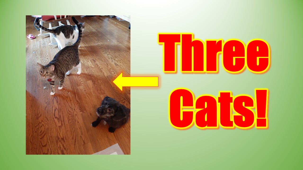 Three of Our Four Cats: Two Cis-Species Cats and One Trans Cat. (Coco the Old Bigoted Cat Did Not Want to Be in This Picture.) Three of Our Four Cats: Two Cis-Species Cats and One Trans Cat. (Coco the Old Bigoted Cat Did Not Want to Be in This Picture.)