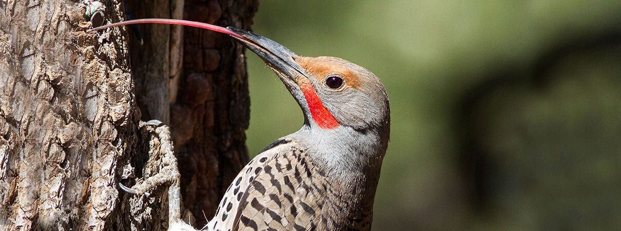 The Amazing Secrets of Woodpecker Tongues - ABC